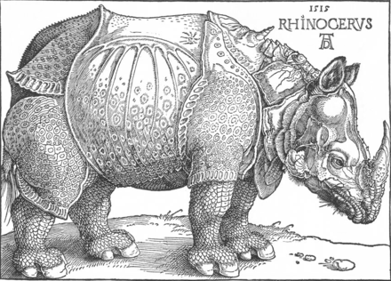 un rhinocéros indien