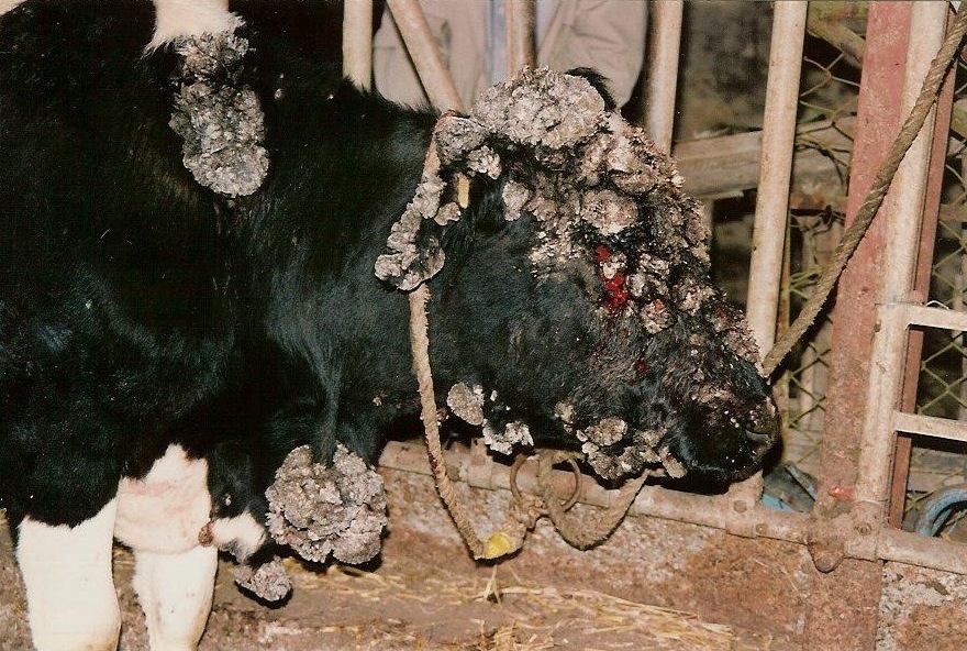 vache infectée